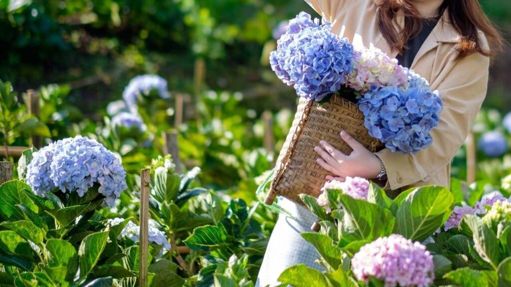 coupe fleur hortensias récolte champs