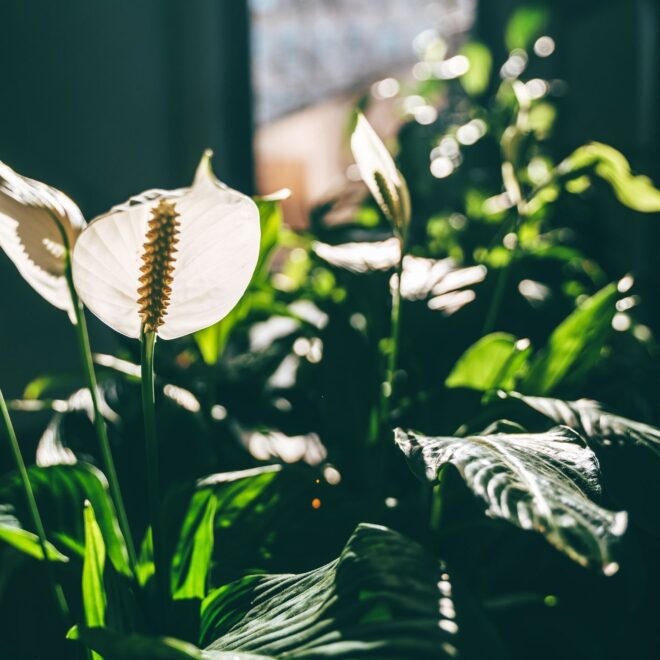 Fleur de lune : Bienfaits et entretien de la plante