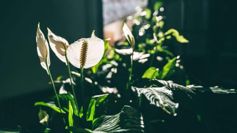 plante à la mode intérieur spathiphyllum fleur de lune