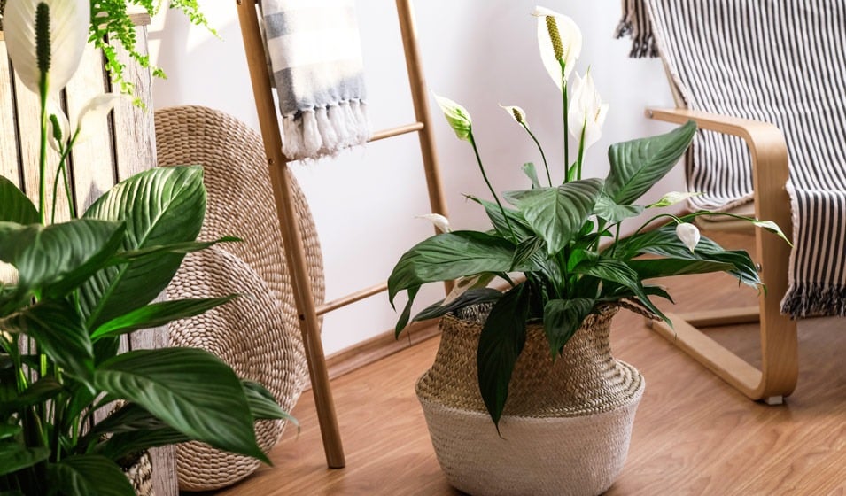 décoration maison intérieur ambiance zen plante respirante fleur de lune échelle bois parquet pot macramé