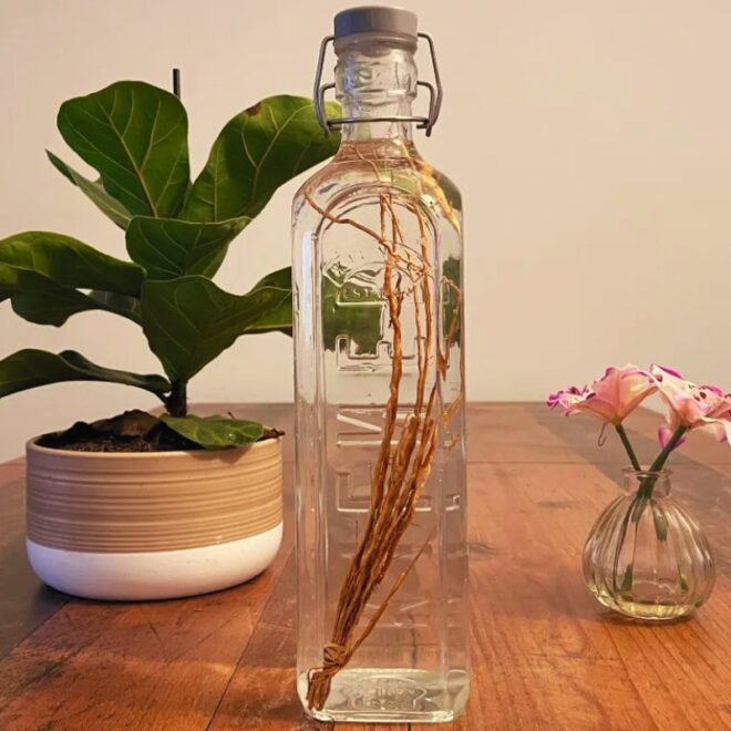 Khamaré : Cette plante mystérieuse cache des bienfaits incroyables !