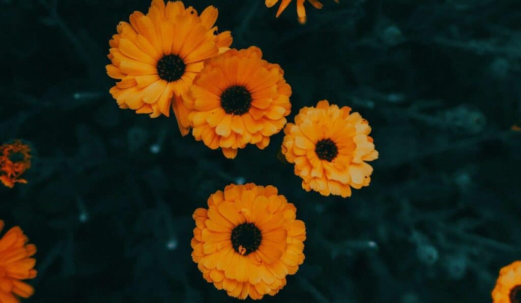 plante calendula fleur souci macro photo pétale orange jaune jardin