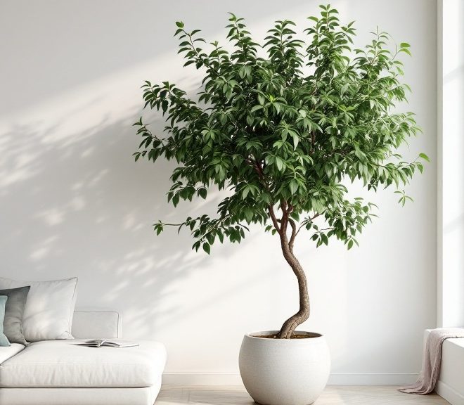 Ficus benjamina : entretien et pourquoi il perd ses feuilles