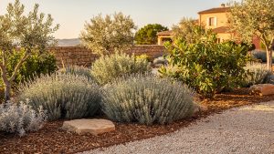 Jardin résistant à la sécheresse : quelles plantes et quelle haie sans arrosage