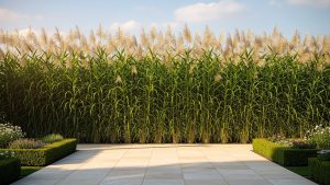 Miscanthus : le brise-vue géant qui pousse seul (et finit en paillage)