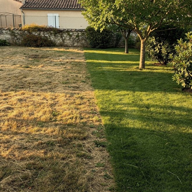 Pelouse jaune : est-elle morte ou en dormance ? Le test et les 6 causes